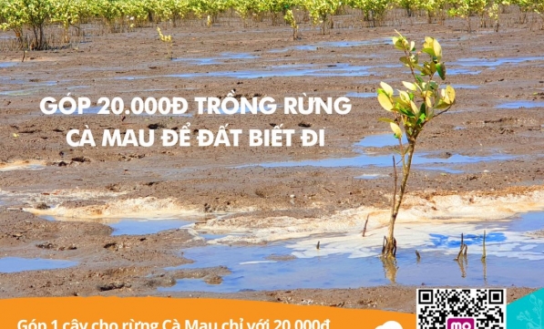 TRỒNG RỪNG CÀ MAU 2022 - 2023